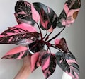 FREE Growers choice philodendron starter plant! *please read description for details!
