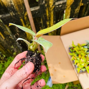 Black Cardinal Philodendron ALL starter plants require you to purchase 2 plants image 5