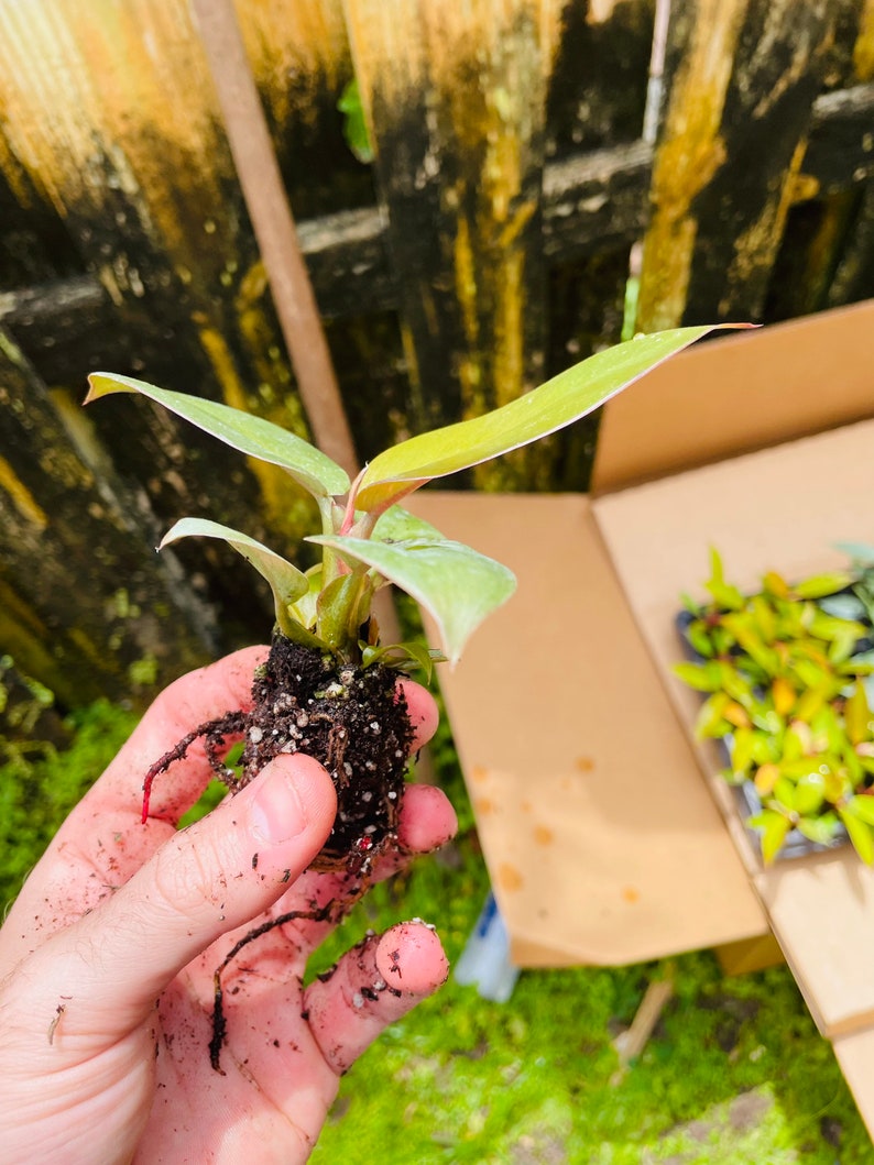 Black Cardinal Philodendron ALL starter plants require you to purchase 2 plants image 5