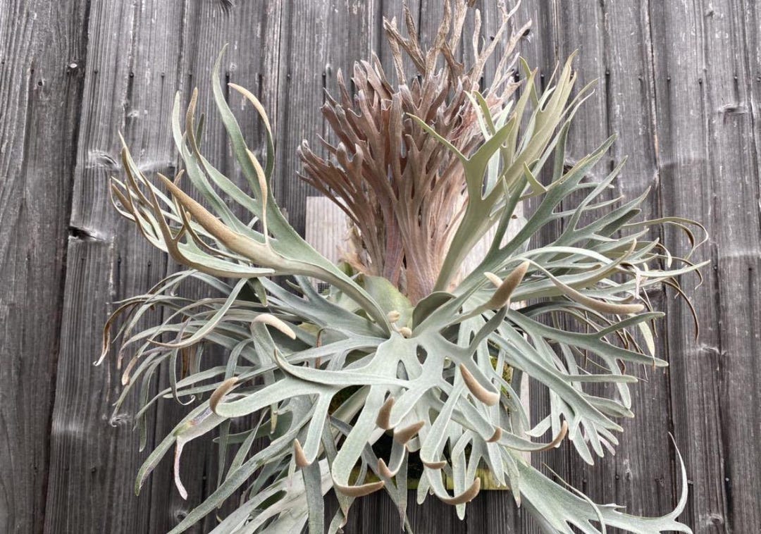 Platycerium Pegasus Starter Plant (ALL STARTER PLANTS Require You