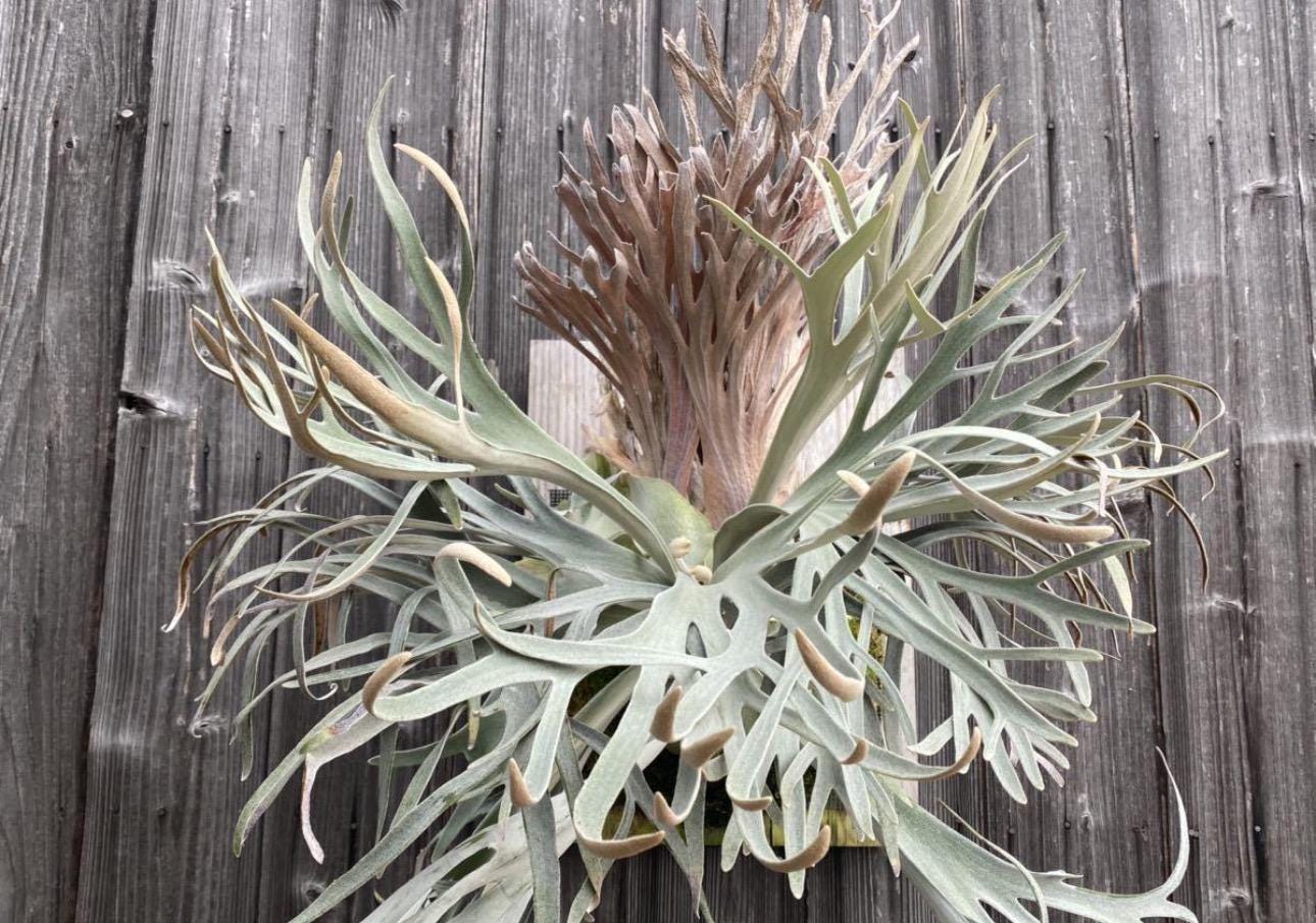 Platycerium Pegasus Starter Plant (ALL STARTER PLANTS Require You