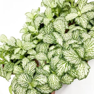 Planta de inicio Fittonia mosaico de tigre blanco (¡TODAS LAS PLANTAS DE INICIO requieren la compra de 2 plantas!)