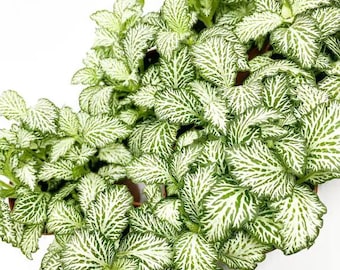 White tiger mosaic Fittonia Starter Plant (ALL STARTER PLANTS require you to purchase 2 plants!)
