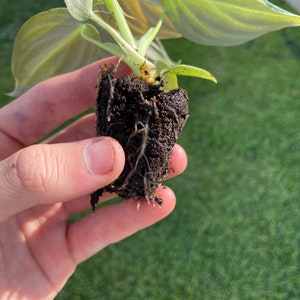 May include: A small plant with light green leaves and a dark brown root ball. The plant is held in a hand, showcasing the roots and the soil. The leaves have a subtle, veined pattern, and the overall appearance suggests a young, healthy plant.