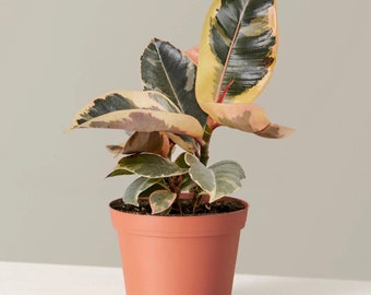 Ficus Tineke 4” pot (ALL STARTER PLANTS require you to purchase 2 plants!)