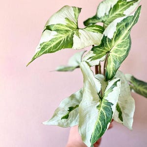 Syngonium Three kings Starter Plant (ALL STARTER PLANTS require you to purchase 2 plants!)