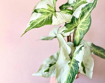 Syngonium Three kings Starter Plant (ALL STARTER PLANTS require you to purchase 2 plants!)