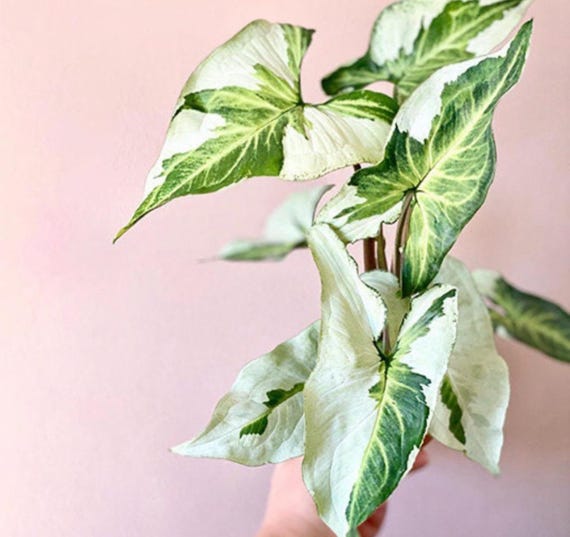 Syngonium Three kings Starter Plant (ALL STARTER PLANTS require you to purchase 2 plants!)
