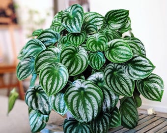Peperomia Watermelon 2” pot (ALL STARTER PLANTS require you to purchase 2 plants!)