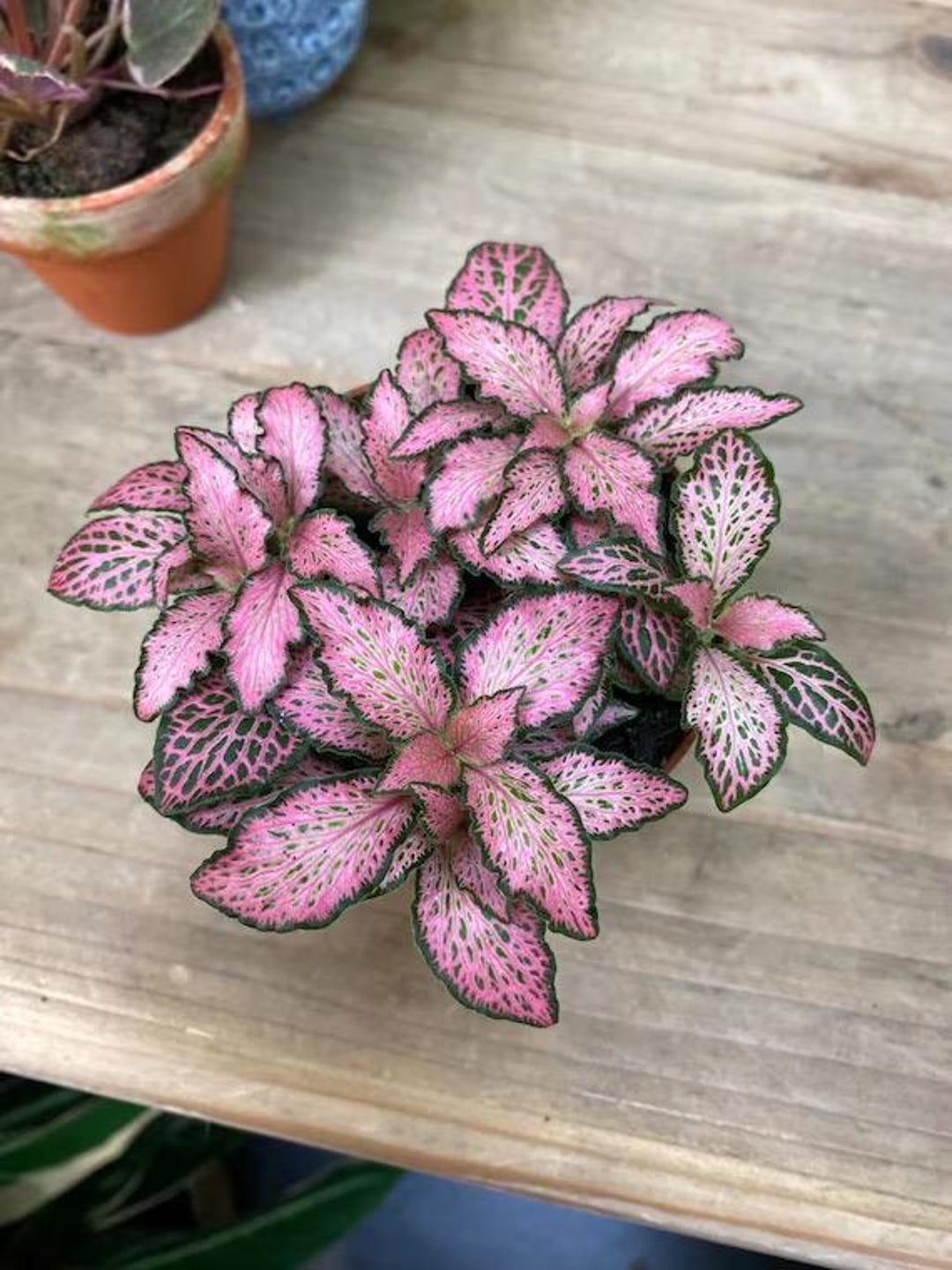 Pink Forest Flame Fittonia 2” Pot (ALL PLANTS Require You to