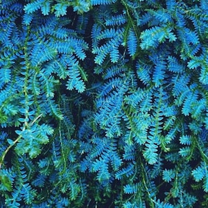 May include: A close-up of a vibrant blue fern plant with delicate, feathery fronds. The plant has a lush, tropical appearance.