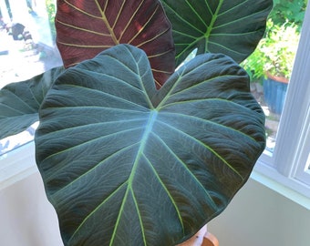 Alocasia "Regal Shield" Starter Plant (ALL STARTER PLANTS require you to purchase 2 plants!)