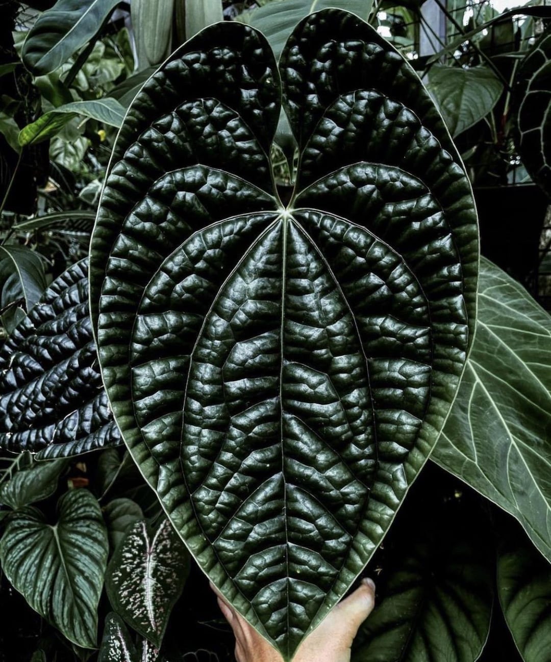 Anthurium Radicans X Luxurians Starter Plant (ALL STARTER PLANTS