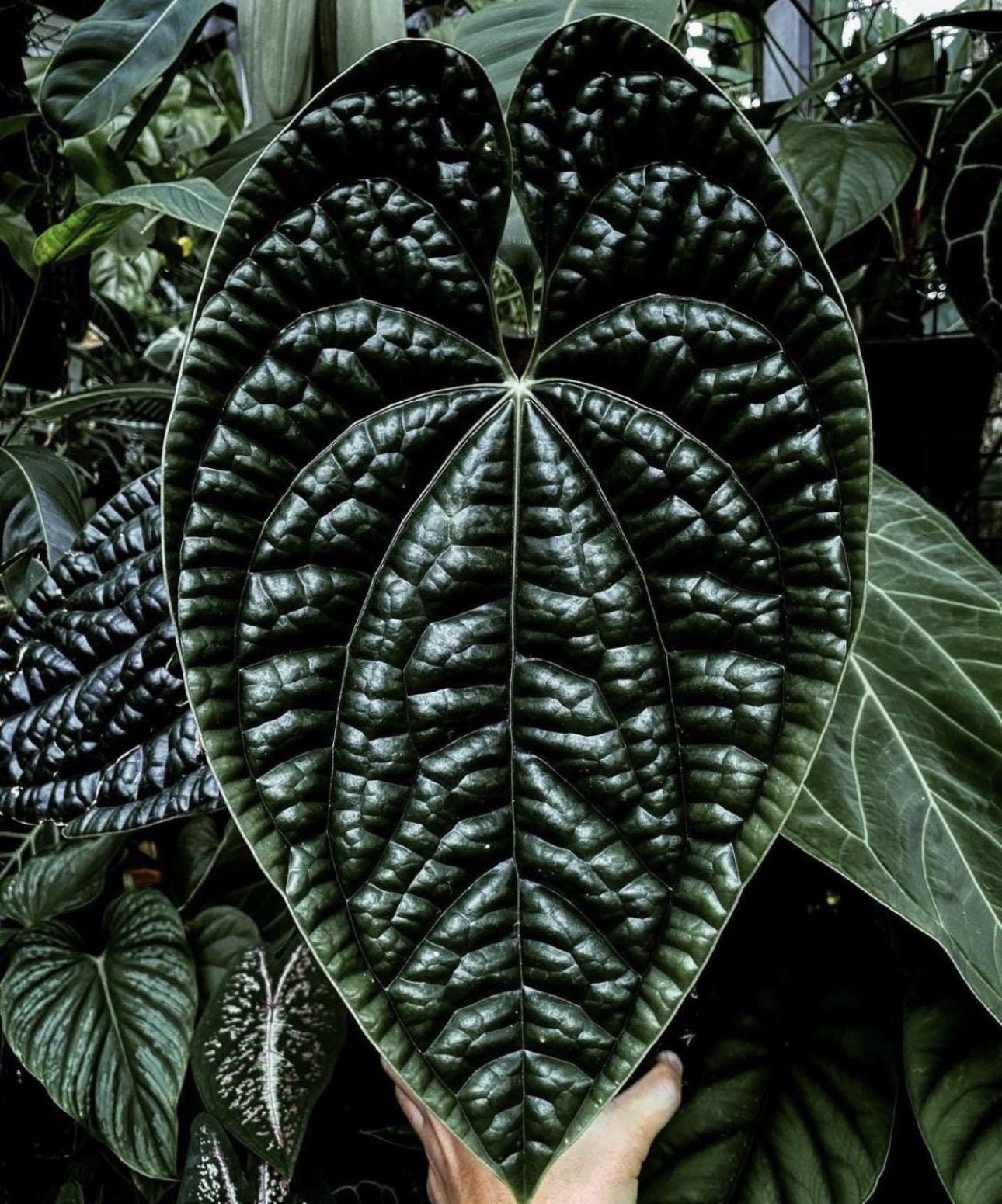 Anthurium Radicans X Luxurians Starter Plant (ALL STARTER PLANTS