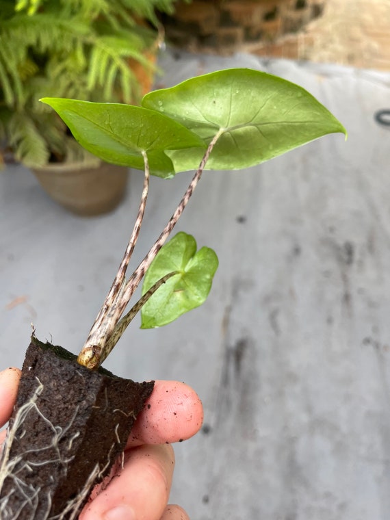 Alocasia Zebrina Starter Plant (ALL STARTER PLANTS Require You to Purchase  2 Plants!) - Etsy
