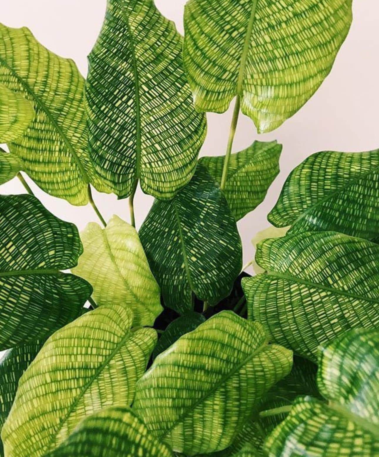 Calathea musaica ( network ) Starter Plant (ALL STARTER PLANTS require you  to purchase 2 plants!)