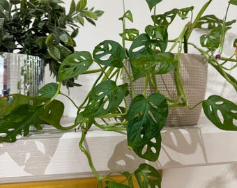 Monstera Vining Adansonii Starter Plant (ALL STARTER PLANTS require you to purchase 2 plants!)