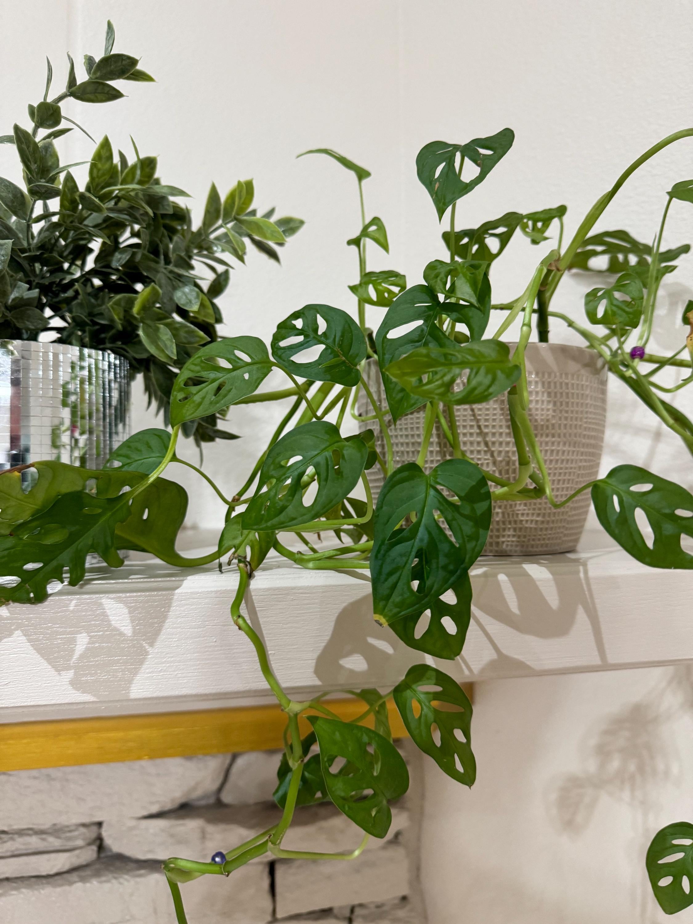Monstera Vining Adansonii Starter Plant (ALL STARTER PLANTS require you to  purchase 2 plants!)
