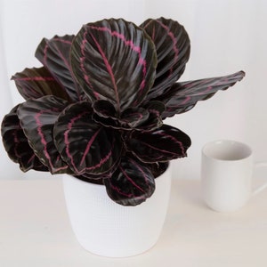Calathea Dottie Starter Plant (ALL STARTER PLANTS require you to purchase 2 plants!)