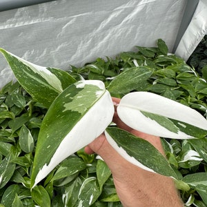 May include: A variegated houseplant with white and green leaves. The plant is being held in a hand.