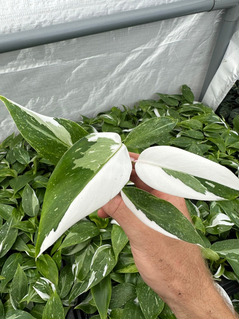 philodendron white princess Starter Plant ALL STARTER PLANTS require you to purchase 2 plants image 2