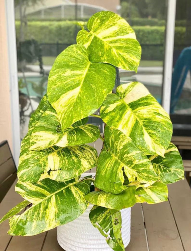 giant Hawaiian pothos Starter Plant ALL STARTER PLANTS require you to purchase 2 plants image 1