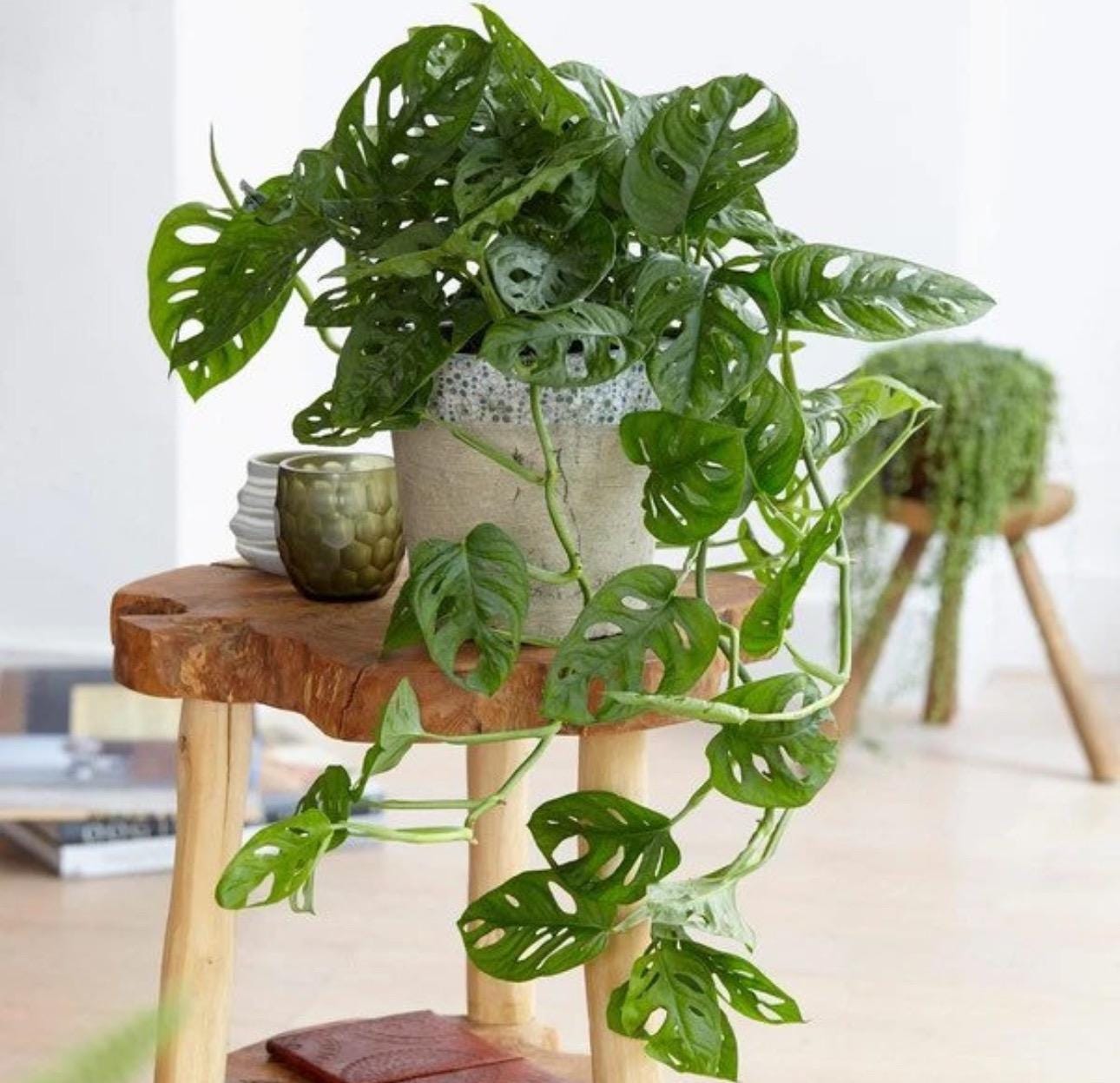 philodendron xanadu Philodendron Golden Xanadu starter plant **(ALL plants require you to –  GoldenGreeneryCo