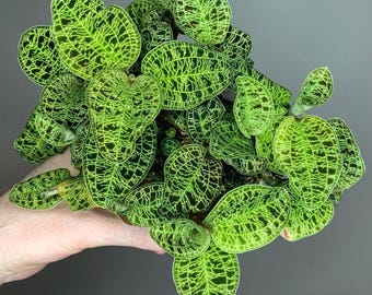 Macodes Petola Starter Plant (ALL STARTER PLANTS require you to purchase 2 plants!)
