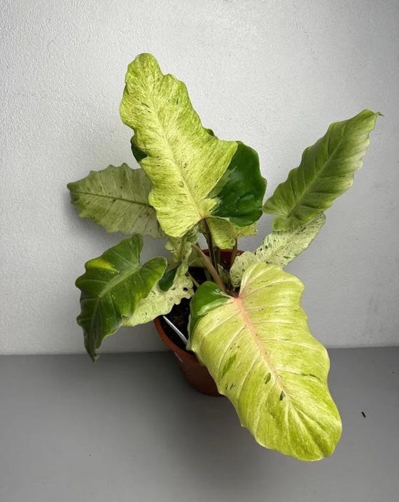 florida green philodendron Philodendron Florida Green