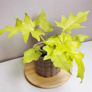 philodendron warscewiczii aurea flavum Starter Plant (ALL STARTER PLANTS require you to purchase 2 plants!) **