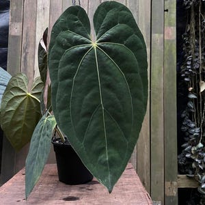 Anthurium papililaminum (forma indonesia) Planta de inicio (¡TODAS LAS PLANTAS DE INICIO requieren la compra de 2 plantas!)
