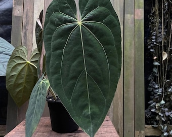 Anthurium Papillilaminum “Guna Yala” Anthurium Papillilaminum Guna Yala x Carlablackiae