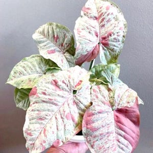 Syngonium Milk Confetti starter plant **(ALL plants require you to purchase ANY 2 plants!)**