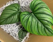 monstera deliciosa mint Monstera Mint  oramicin