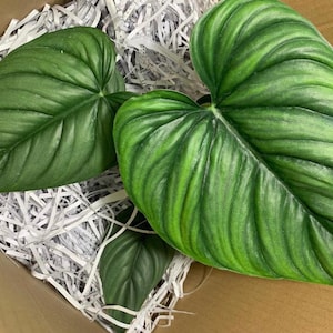 Philodendron .sp Colombia silver Starter Plant (ALL STARTER PLANTS require you to purchase 2 plants!)