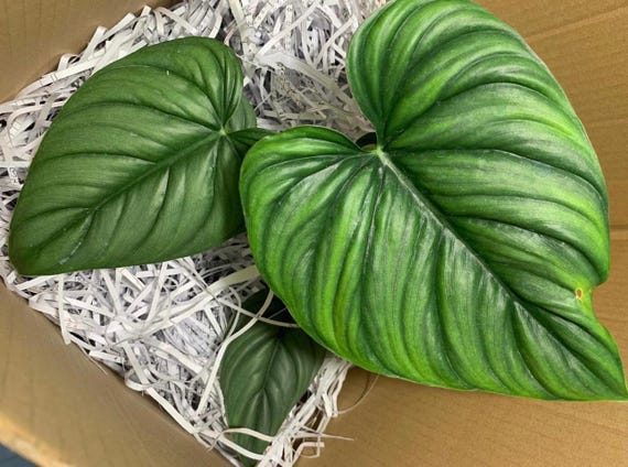Buy Philodendron .sp Colombia Silver Starter Plant (ALL STARTER PLANTS  Require You to Purchase 2 Plants!) Online in India - Etsy