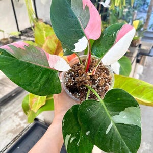 Philodendron White Princess Starter Plant (ALL STARTER PLANTS require you to purchase 2 plants!)