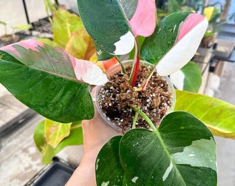 May include: A pink and green variegated houseplant with large, heart-shaped leaves in a small plastic pot.