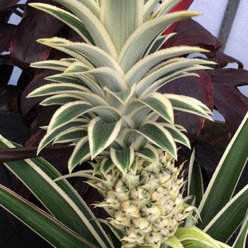 plant food succulents Premium Slow Release Succulent Plant Food main image 1