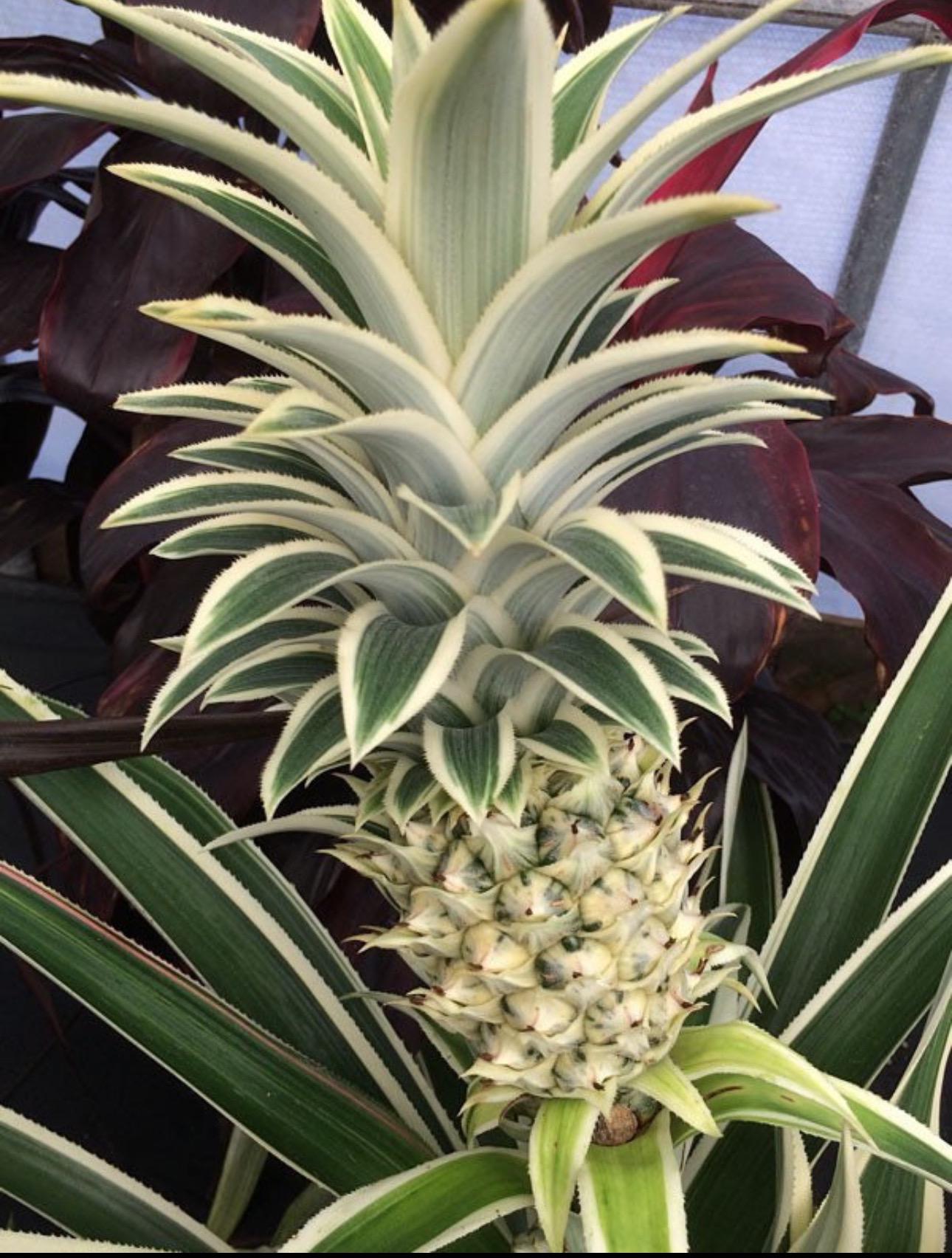 Variegated pineapple “juicy” Starter Plant (ALL STARTER PLANTS require you to purchase 2 plants!)