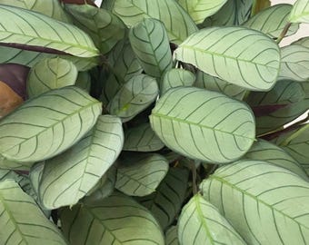 Calathea Burle marxii amagris Starter Plant (ALL STARTER PLANTS require you to purchase 2 plants!)