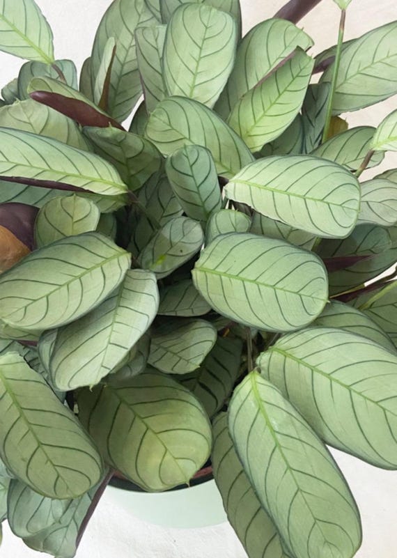 calathea burle marxii Calathea Burle Marx in a 3
