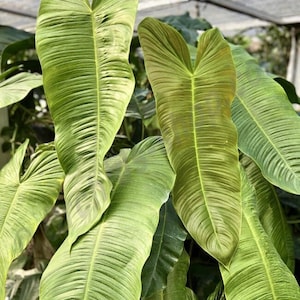 Philodendron sharoniae Starter Plant (ALL STARTER PLANTS require you to purchase 2 plants!)