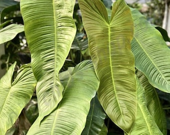 Philodendron sharoniae Starter Plant (ALL STARTER PLANTS require you to purchase 2 plants!)