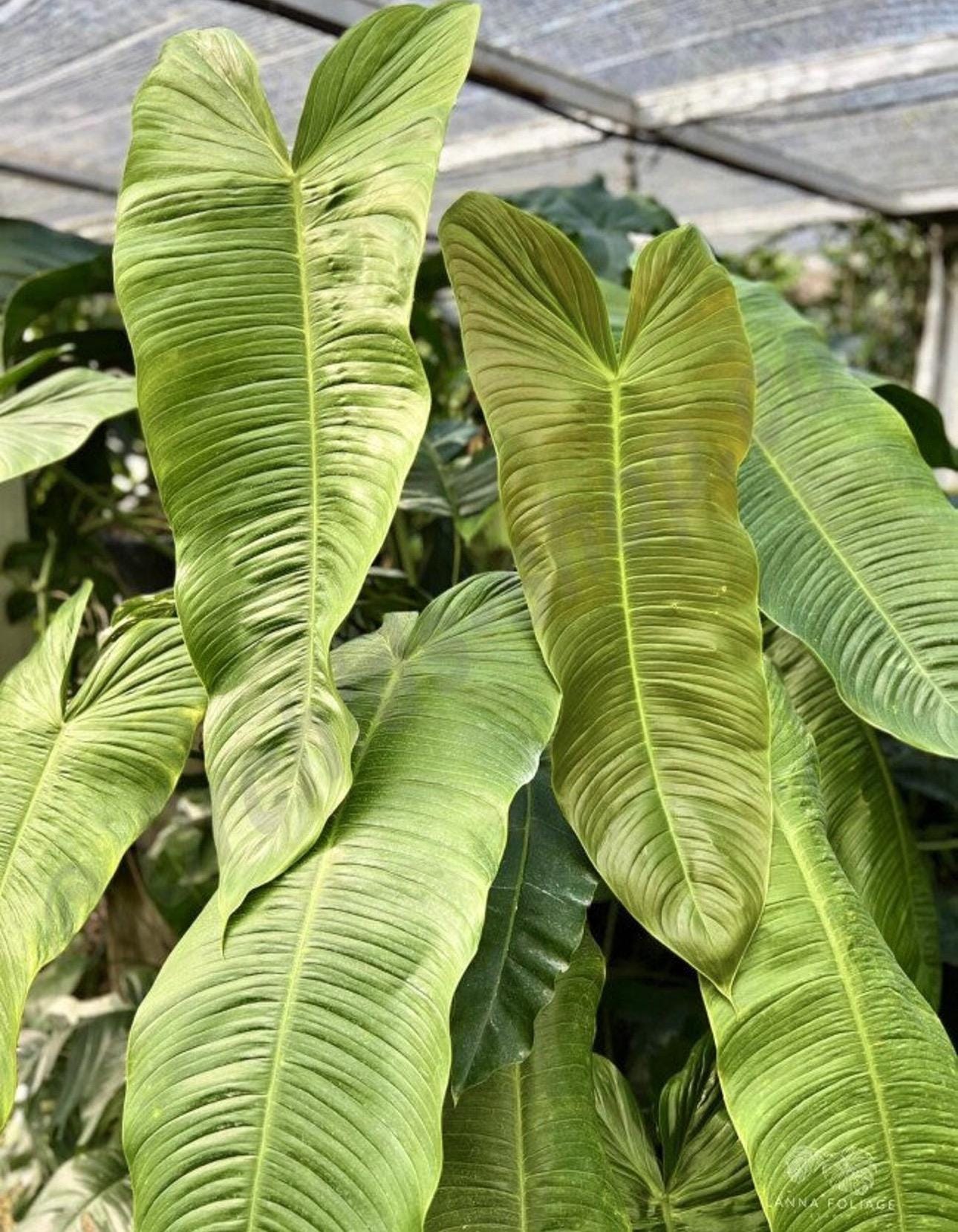 Philodendron sharoniae Starter Plant (ALL STARTER PLANTS require you to  purchase 2 plants!)