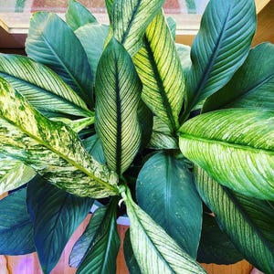 Variegated Peace Lily “sensation” starter plant **(ALL PLANTS require you to purchase ANY 2 plants!)**