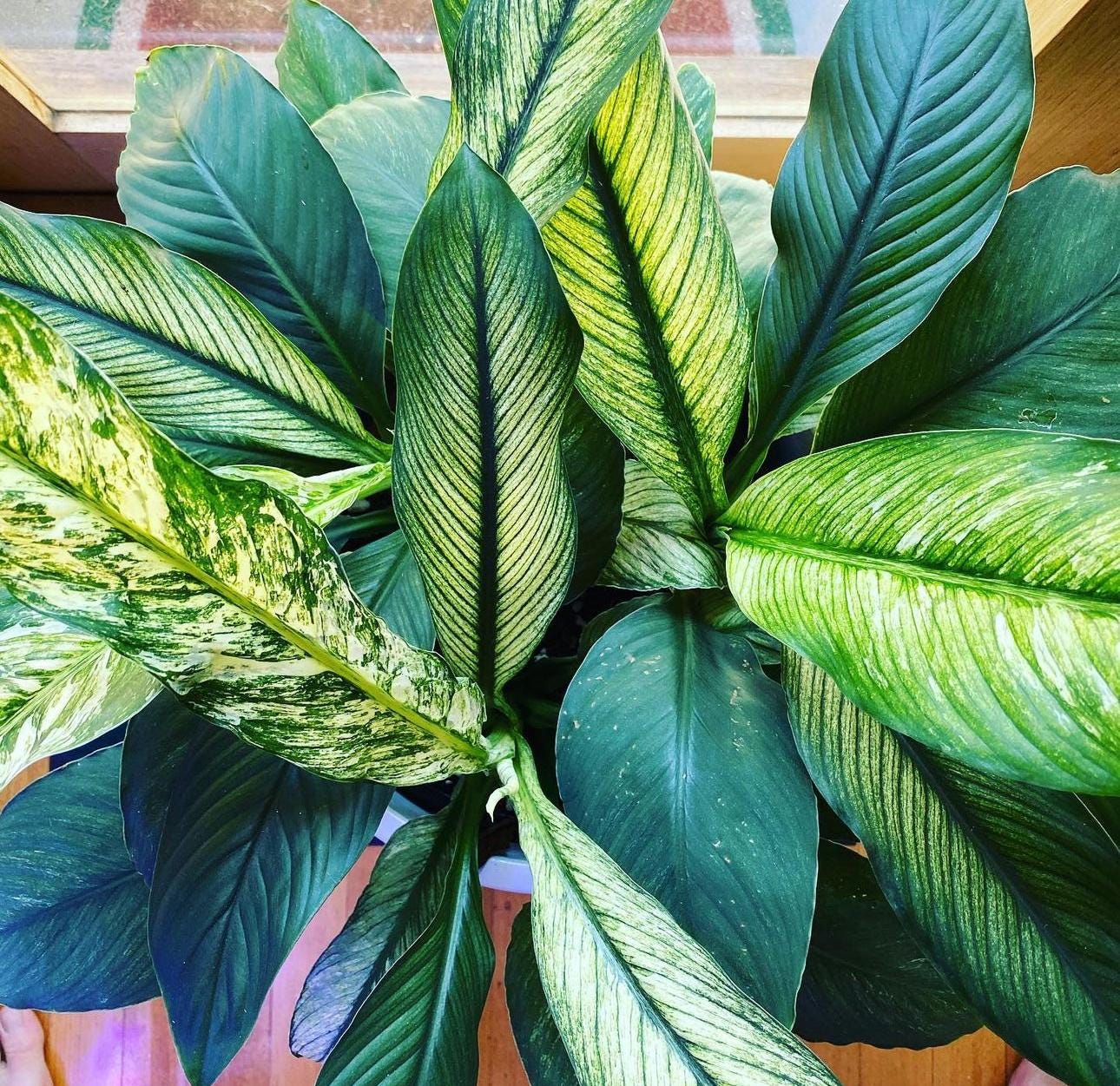 Variegated Peace Lily sensation starter plant **(ALL PLANTS require you  to purchase ANY 2 plants!)**