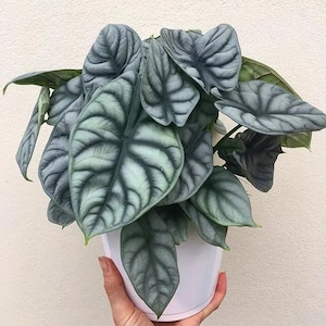 Silver Dragon Alocasia Starter Plant (ALL STARTER PLANTS require you to purchase 2 plants!)