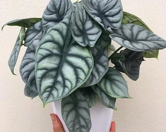 Silver Dragon Alocasia Starter Plant (ALL STARTER PLANTS require you to purchase 2 plants!)