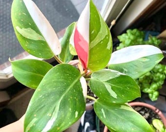 May include: A houseplant with variegated leaves in shades of green, white, and pink. The leaves are large and have a glossy finish.